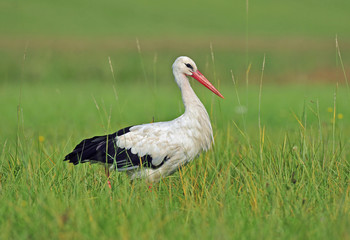 White stork