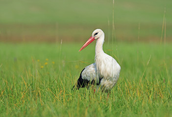 White stork © Soru Epotok