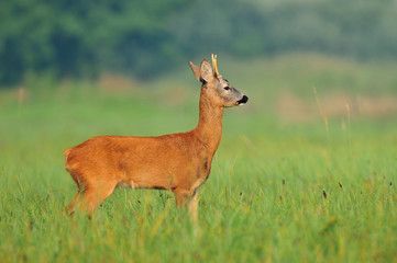 Obraz premium Roe deer