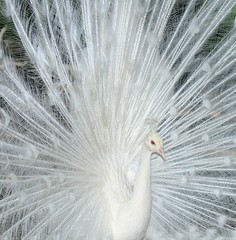 Close up of white peacock