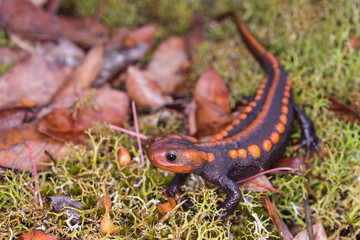 Salamander (Himalayan Newt) found in Phuluang Wildlife Sanctuary