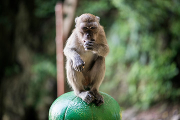 Macaque monkey in Batu Caves, Kuala Lumpur, Malaysia. They use to steal food and personal things from tourists.