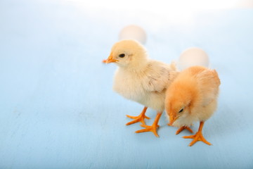 Yellow chicken and eggs