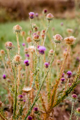 Obraz premium Milk Thistle Plant, Carduus Marianus