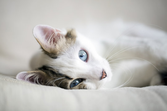 Kedi