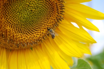 пчела сидит на подсолнухе