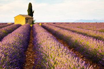 Naklejka na ściany i meble France, Valensole Plateau, Provence, Europe. Lavender field, sunset and flowering