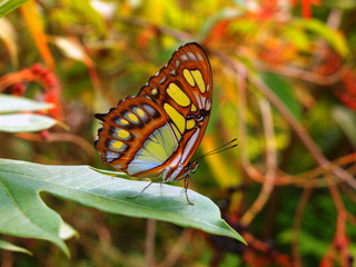 Fototapeta na wymiar Swallowtail butterflies on a leaf