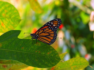 monarch butterfly on a leaf
