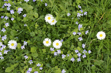 Wiesenblumen / Draufsicht auf die Blüten der Gänseblume sowie des Hornveilchens 