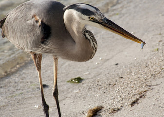 Great blue heron on a background of nature. Usa