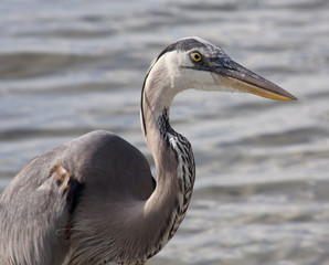 Great blue heron on a background of nature. Usa