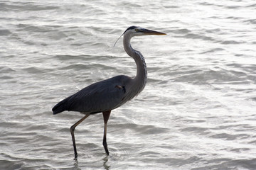 Great blue heron on a background of nature. Usa