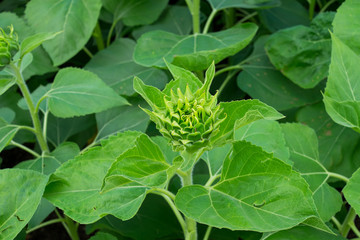 Young sunflowers blooming in summer