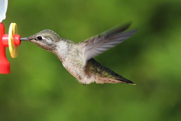 Naklejka na ściany i meble Annas Hummingbird (Calypte anna)