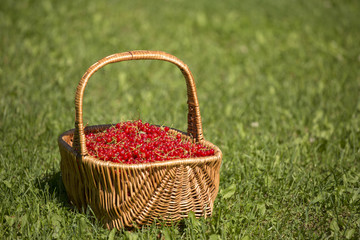 Fototapeta na wymiar a basketful of red currant