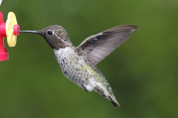 Fototapeta na wymiar Male Annas Hummingbird (Calypte anna)