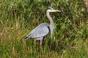 Great Blue Heron (Ardea Herodias)
