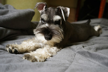 Relaxing dog
