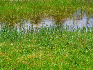Obraz na płótnie Canvas Pond with grass