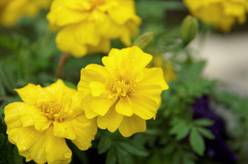 Marigold in the garden
