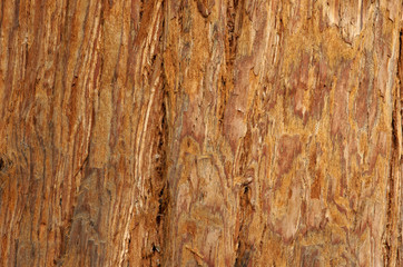 Surface of the tropical tree.