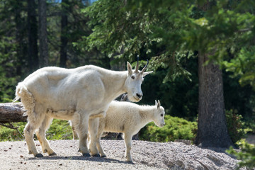 Two mountain goats at Jasper National Park