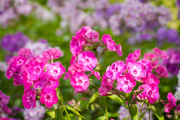 Obraz premium Phlox paniculata (Garden phlox) in bloom