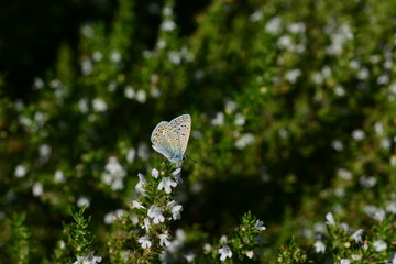 Silver Studded blue butterfly, U.K. Macro image of an insect.