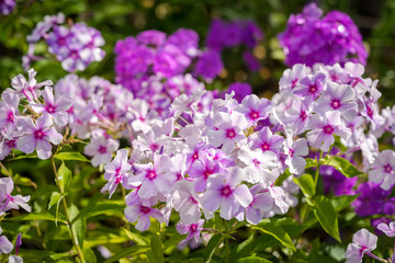 Violet Phlox flower - genus of flowering herbaceous plants with beautiful bokeh, selective focus