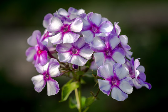 Perennial phlox (Phlox paniculata - Laura) growing in a sunny garden