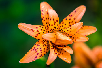 Tiger lilies in garden. Lilium lancifolium (syn. L. tigrinum) is one of several species of orange lily flower to which the common name Tiger Lily is applied.