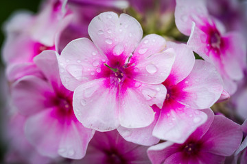 violet and white phlox after rain with big waterdrops