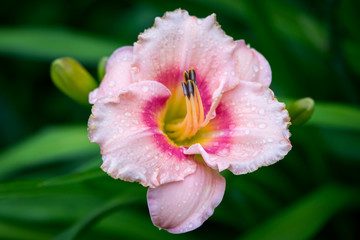 Pink and Yellow Day-lily Blossoms - Hemerocallis