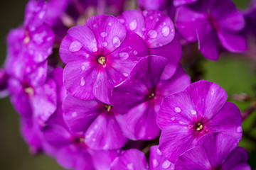 violet and white phlox