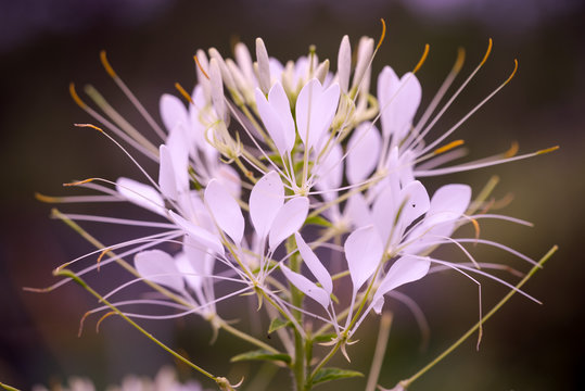 Cleome hassleriana - spider flower in the garden