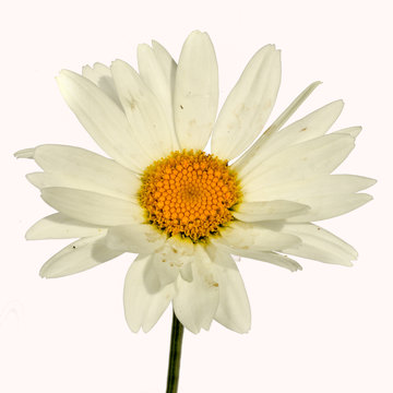 Chamomile - Chamaemelum nobile White Daisy like flower isolated on white background