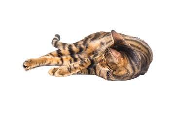 Fototapeta premium Toyger rasy kotów