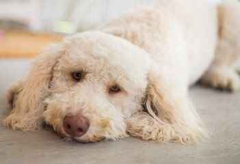 Labradoodle lays on floor 