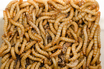 Portion Mehlwürmer (mit Häutungsresten)