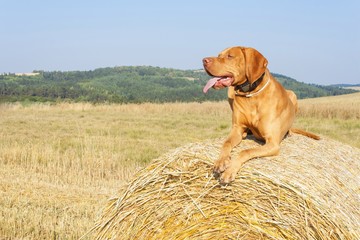 Hungarian Pointer Viszla on the harvested field on a hot summer day. Dog sitting on straw. Morning sunlight in a dry landscape.
