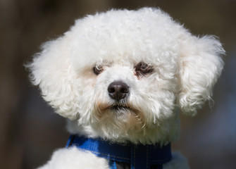 Bichon Frise dog outdoors in nature