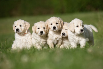 Litter of five golden retriever puppies