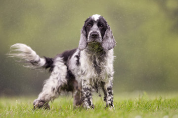 Cocker spaniel dog outdoors in nature