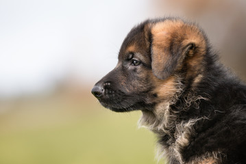 Cute German Shepherd Puppy