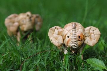 Elephant rattan handmade standing through tall grass