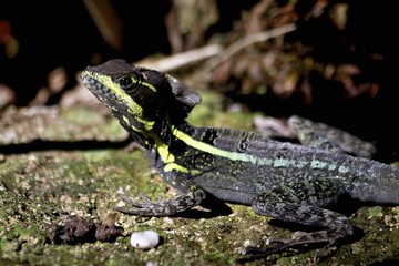 Basilisk Lizard