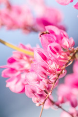 Fototapeta premium bat is mammal and live in the night