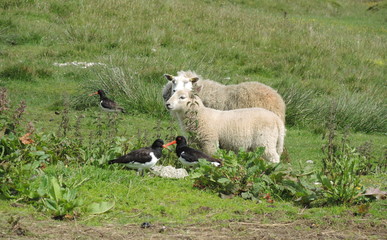 Moutons et huitrier pie