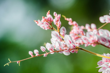 bat is mammal and live in the night